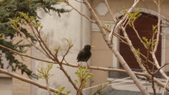 Sturnus vulgaris