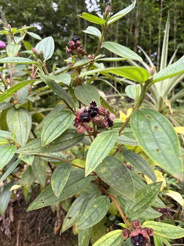 Melastoma malabathricum observed 2026-10-30