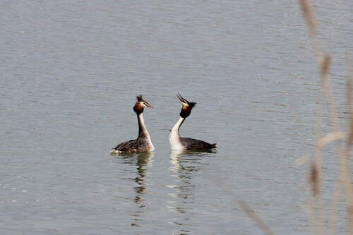 Great Crested Grebe
