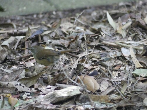 White-browed Scrubwren