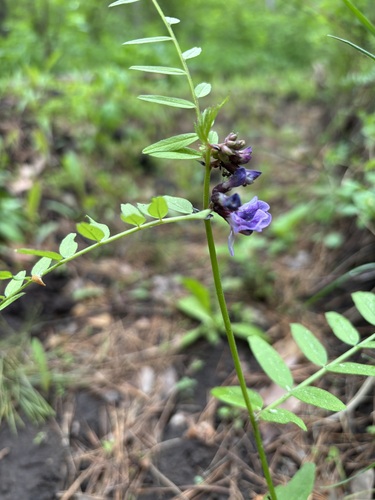 Bush Vetch