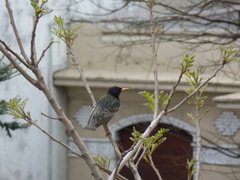 Sturnus vulgaris