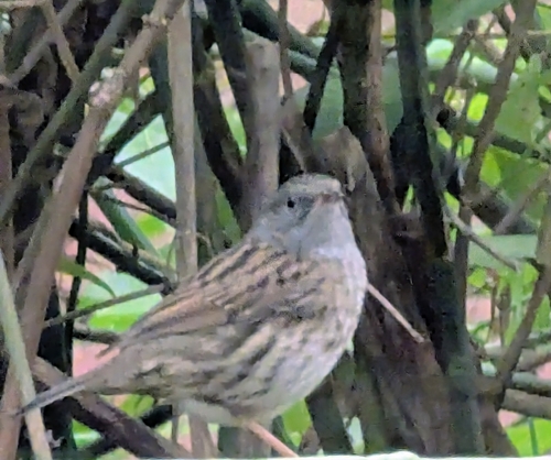 Dunnock