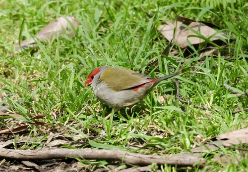 Red-browed Finch