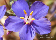 Aeolothrips intermedius