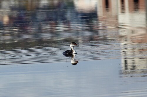 Horned Grebe