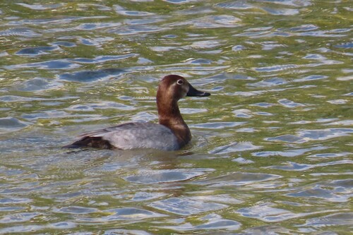 Common Pochard