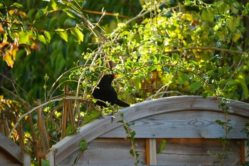 Eurasian Blackbird