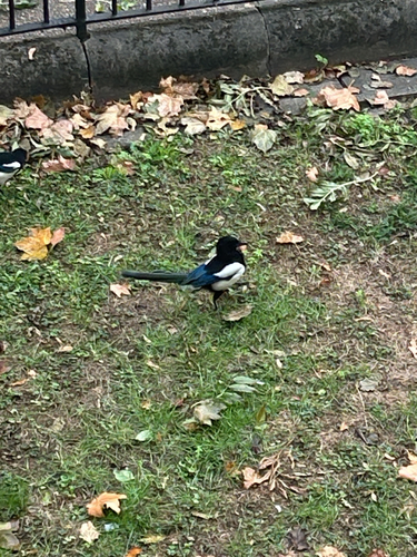 Eurasian Magpie