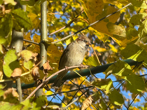 House Sparrow