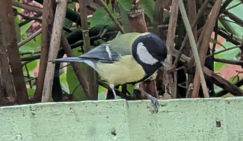 Great Tit