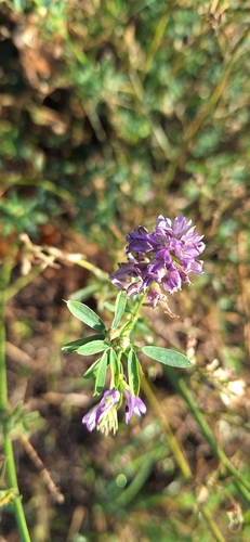 Alfalfa