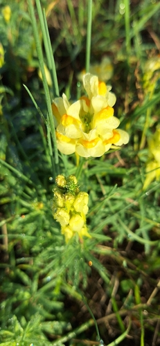 common toadflax