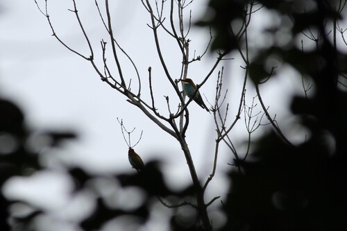 European Bee-eater