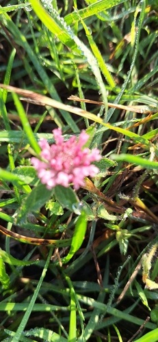 Red Clover