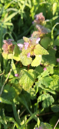 red deadnettle