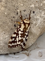 Lophocampa ingens