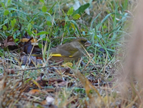 European Greenfinch