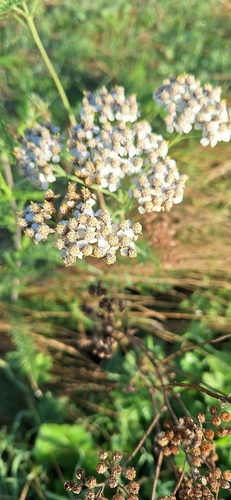 common yarrow