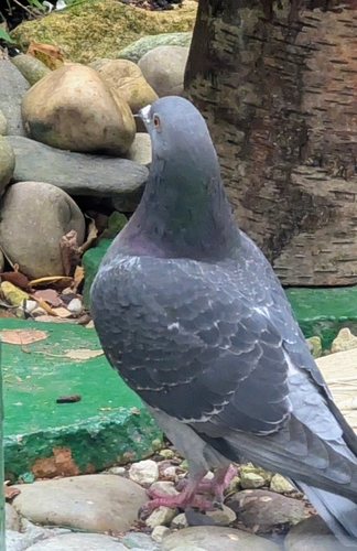 Rock Pigeon