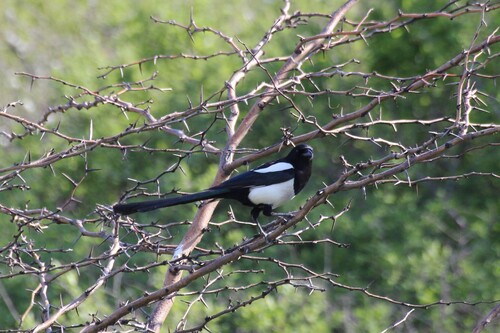 Eurasian Magpie