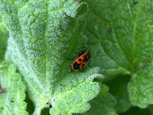 European Firebug