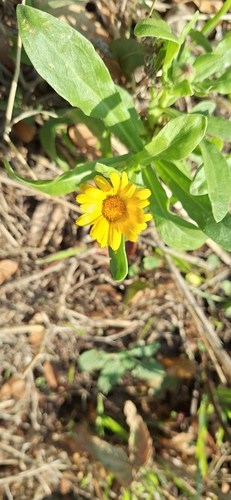 field marigold