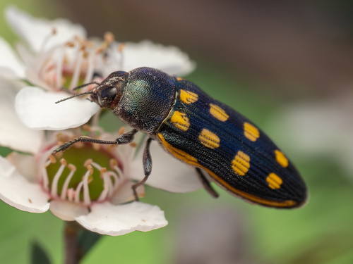 Castiarina xanthopilosa