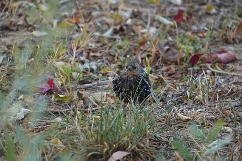 European Starling