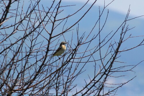 Whinchat