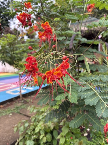 Caesalpinia observed 2026-10-30