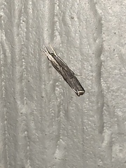 Parapediasia decorellus