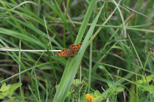 Weaver's Fritillary