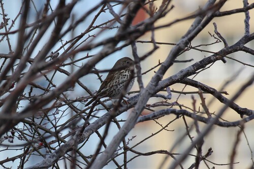 Song Thrush