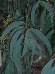 Eucalyptus radiata radiata