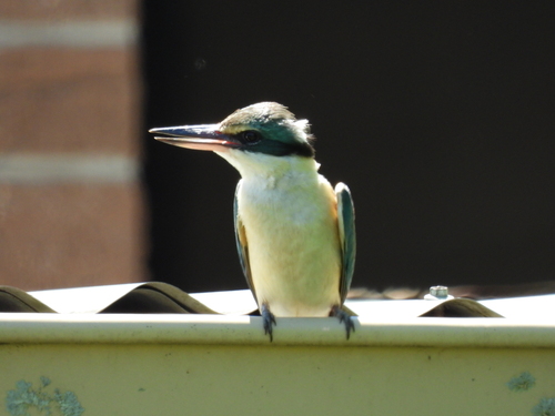 Todiramphus sanctus observed 2026-10-30