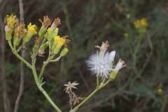 Senecio cunninghamii cunninghamii