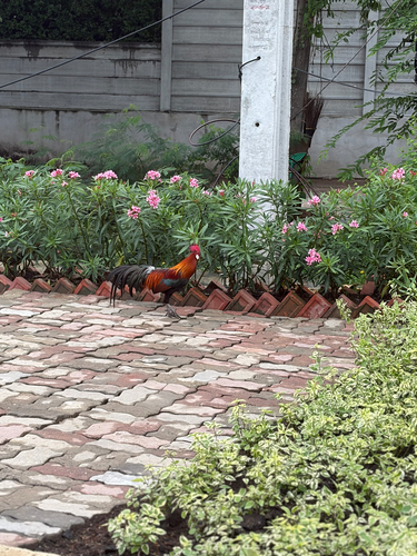 Gallus gallus observed 2026-10-30