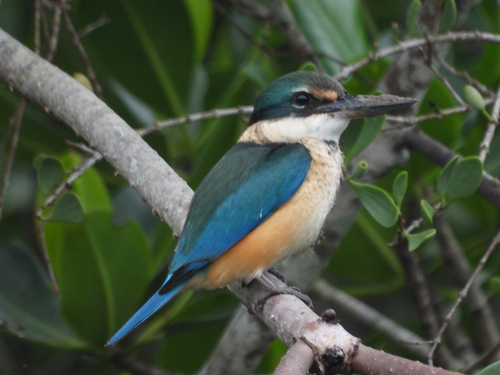 Todiramphus sanctus observed 2026-10-30