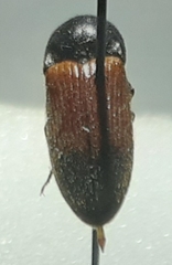 Ampedus apicatus