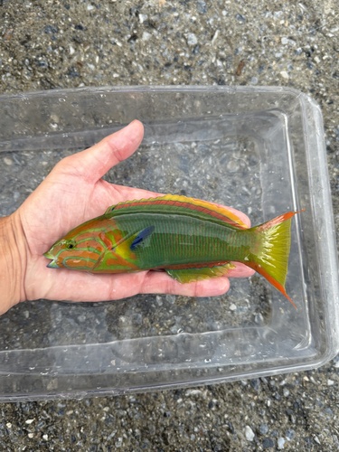 Thalassoma lutescens observed 2026-10-30