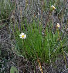 Allittia cardiocarpa