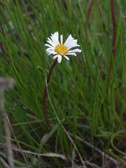 Allittia cardiocarpa