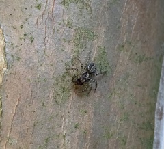 Asaphobelis physonychus