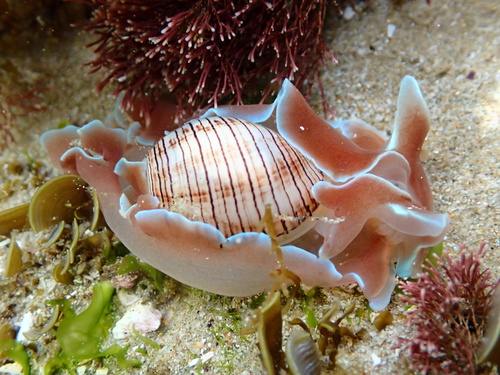 Hydatina physis observed 2026-10-30
