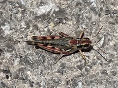 Melanoplus occidentalis