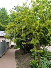 Caragana arborescens