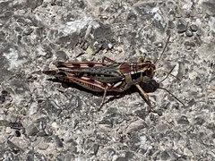 Melanoplus occidentalis