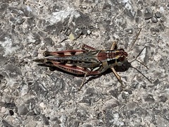 Melanoplus occidentalis