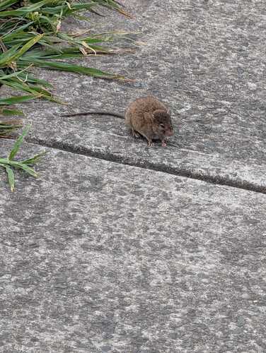 Mus musculus observed 2026-10-30